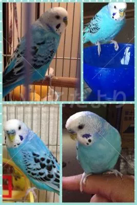 コメントの画像