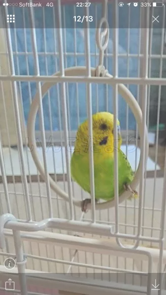 コメントの画像