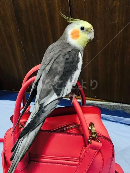 コメントの画像