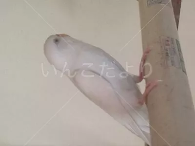 コメントの画像