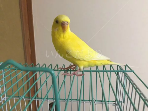 コメントの画像