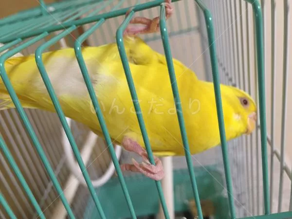 コメントの画像