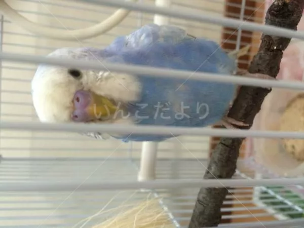 コメントの画像