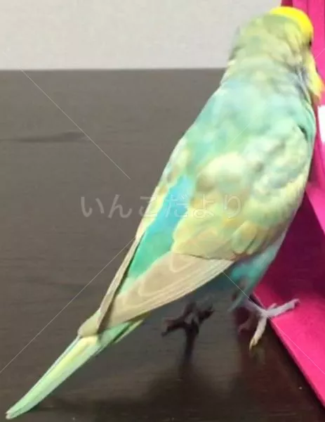 コメントの画像