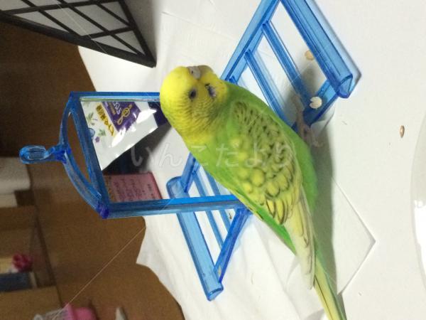 コメントの画像