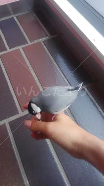 コメントの画像