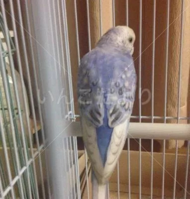 コメントの画像