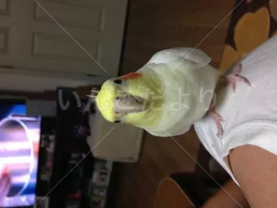 コメントの画像