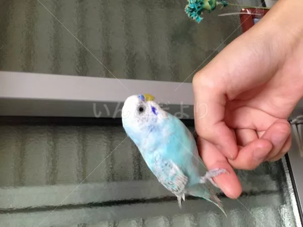 コメントの画像