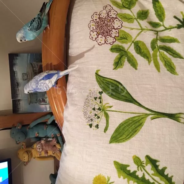 コメントの画像