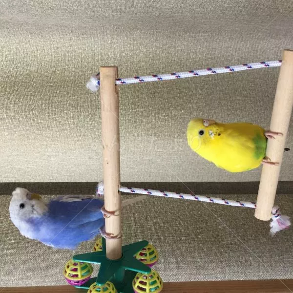 コメントの画像