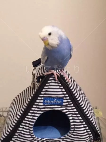 コメントの画像