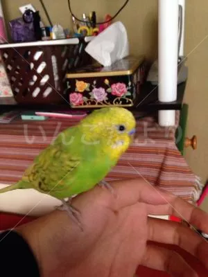 コメントの画像