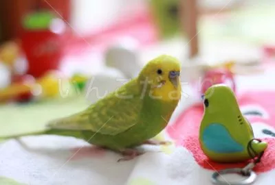 コメントの画像