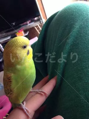 コメントの画像