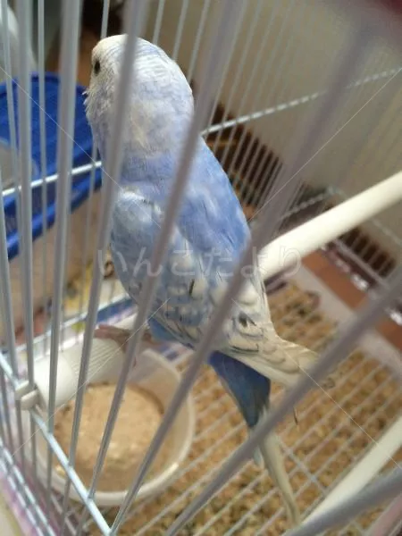 コメントの画像