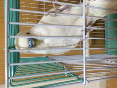 コメントの画像