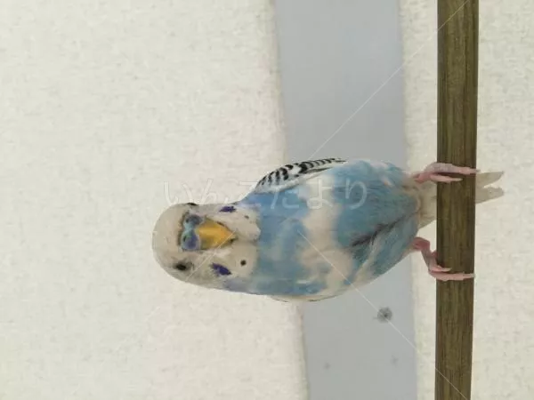 コメントの画像