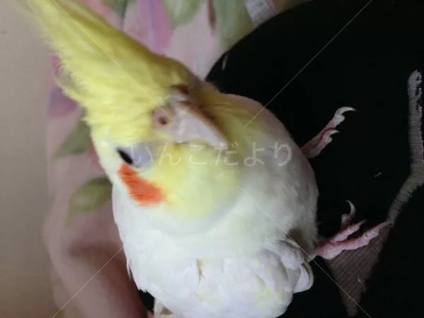 コメントの画像