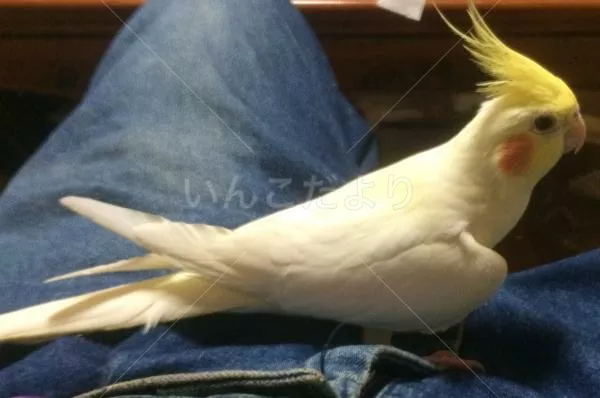 コメントの画像