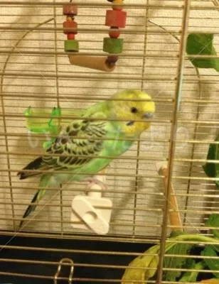 コメントの画像