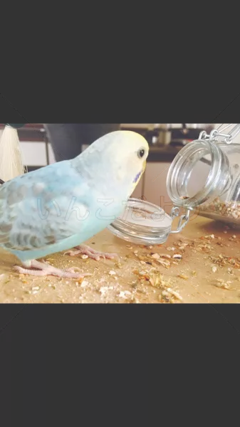 コメントの画像