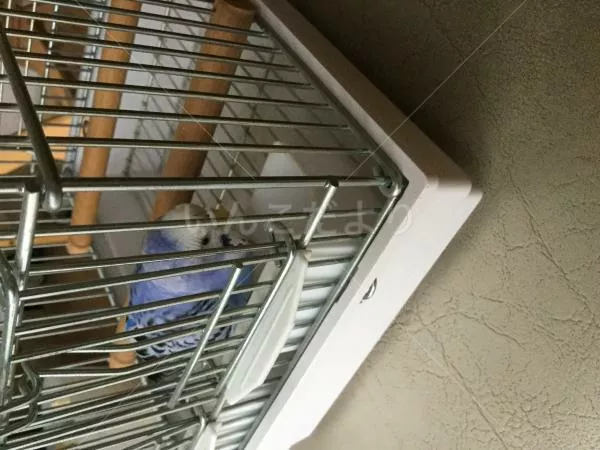 コメントの画像