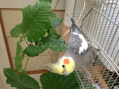 コメントの画像