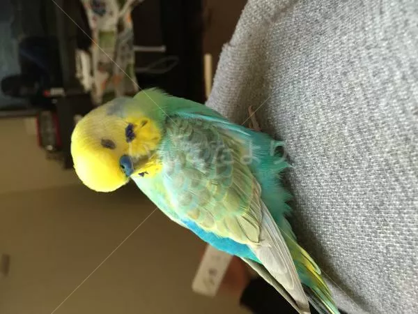 コメントの画像