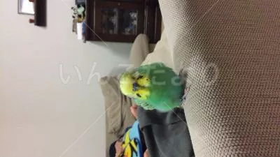 コメントの画像