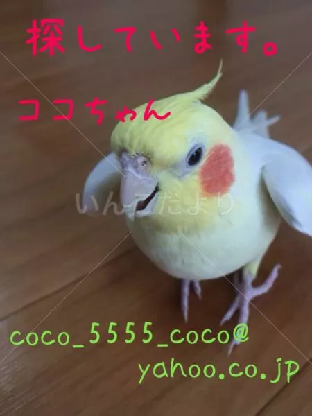 コメントの画像