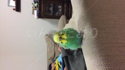 コメントの画像