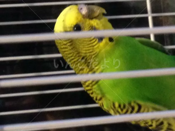 コメントの画像