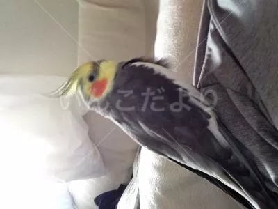 コメントの画像