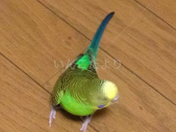 コメントの画像