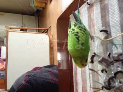 コメントの画像