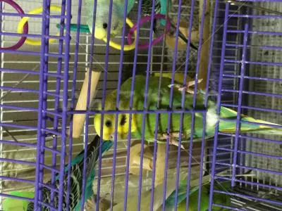 コメントの画像