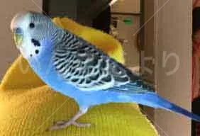 コメントの画像