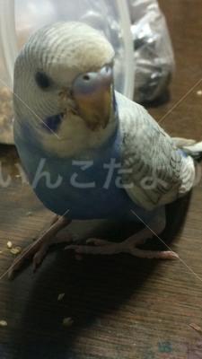 コメントの画像