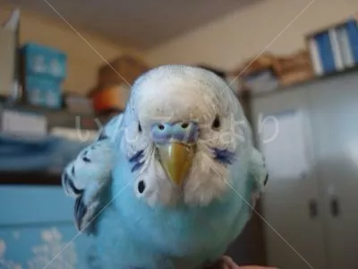 コメントの画像