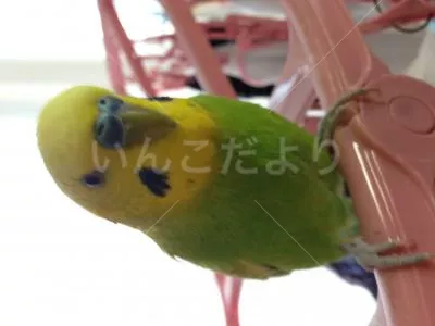 コメントの画像