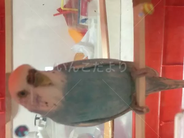 コメントの画像