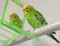 コメントの画像