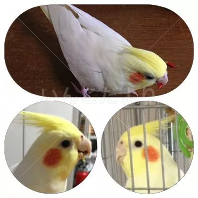 コメントの画像