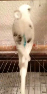 コメントの画像