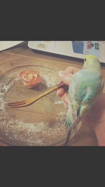 コメントの画像