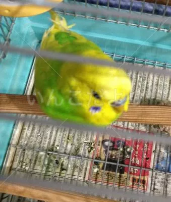 コメントの画像