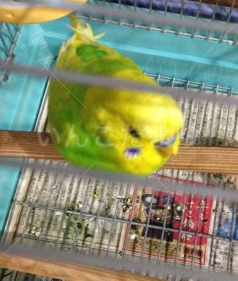 コメントの画像