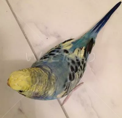 コメントの画像