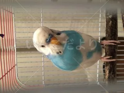 コメントの画像